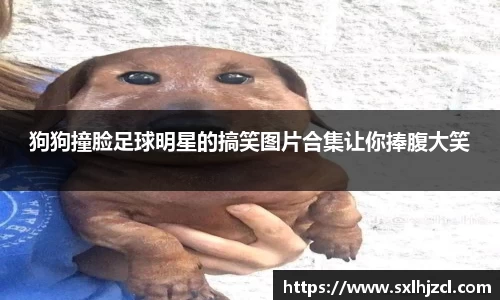 狗狗撞脸足球明星的搞笑图片合集让你捧腹大笑